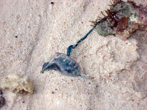 Qualle an der Anse la Source a Jean, La Digue