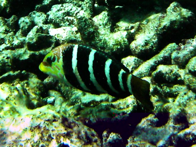 Thalassoma hardwicke (bei Coco Island)